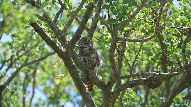 Сичик-горобець савановий - ML647750533