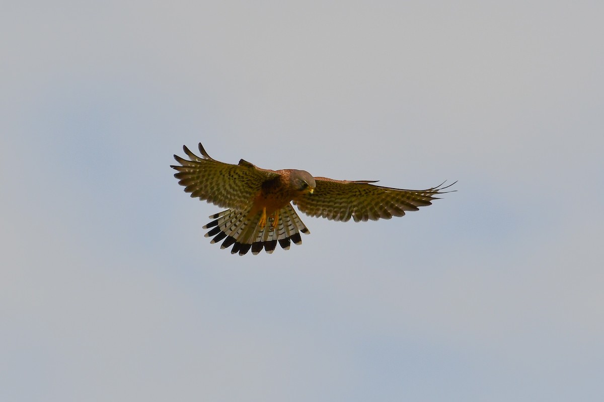 Eurasian Kestrel (Eurasian) - ML647750544