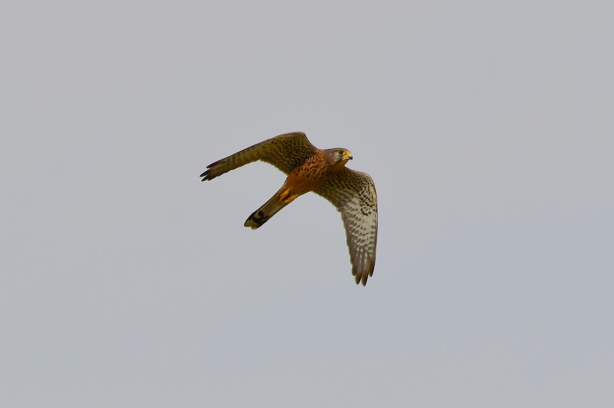 Eurasian Kestrel (Eurasian) - ML647750545