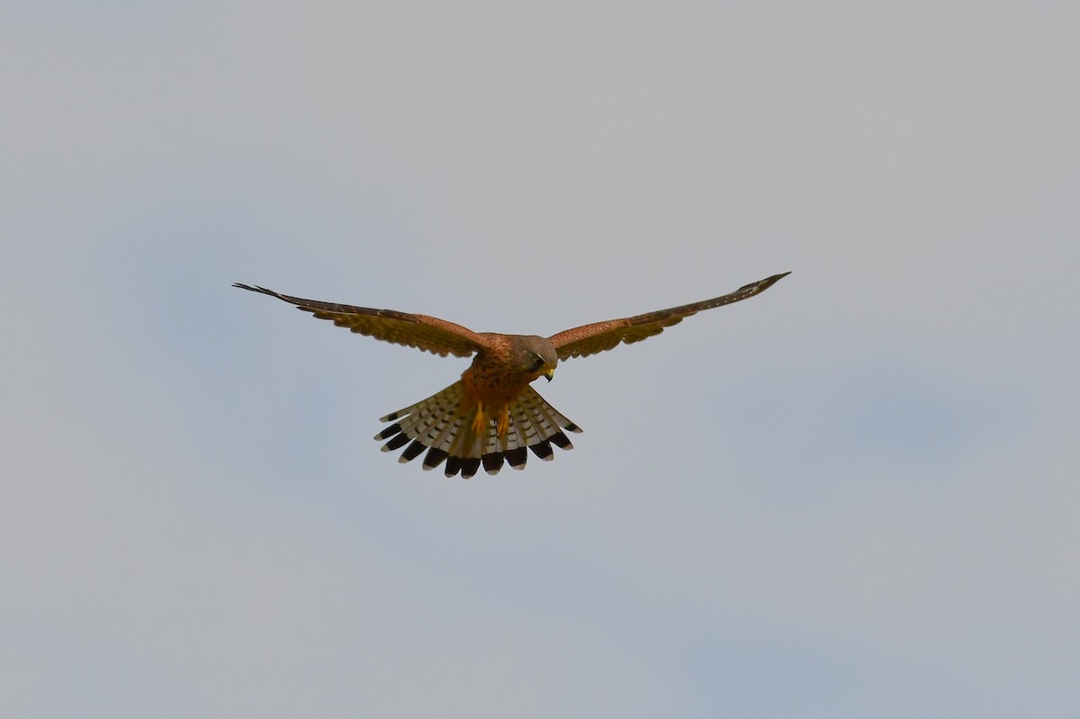Eurasian Kestrel (Eurasian) - ML647750546
