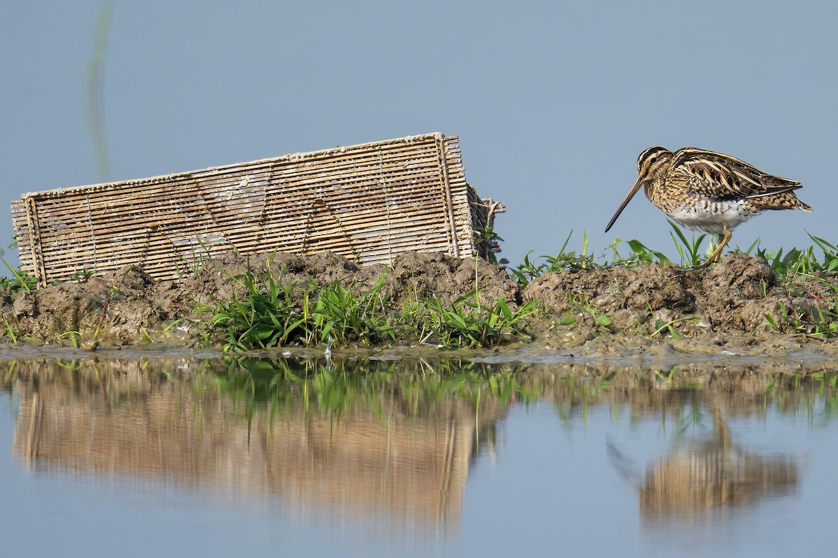 Agachadiza Común - ML647750547