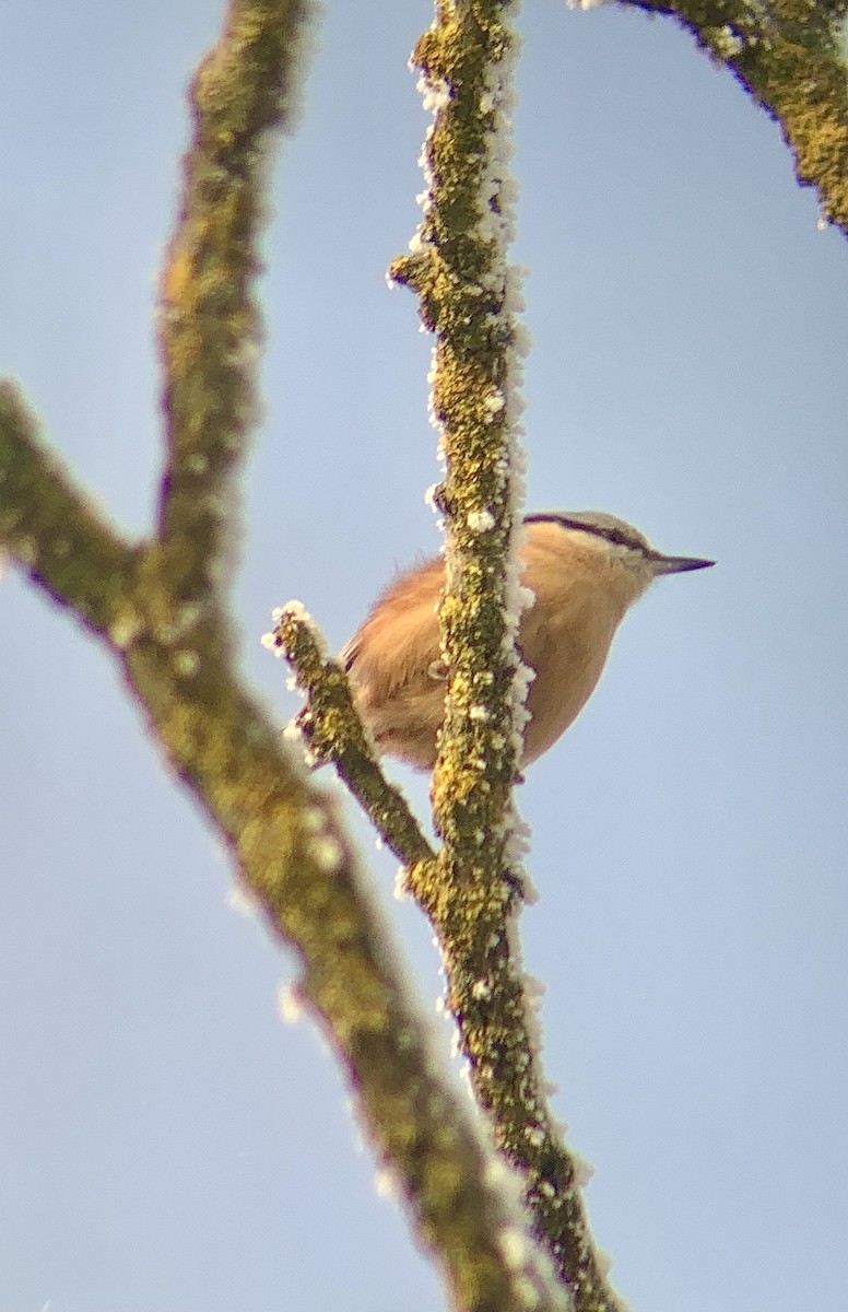 Garrapo eurasiarra - ML647750557