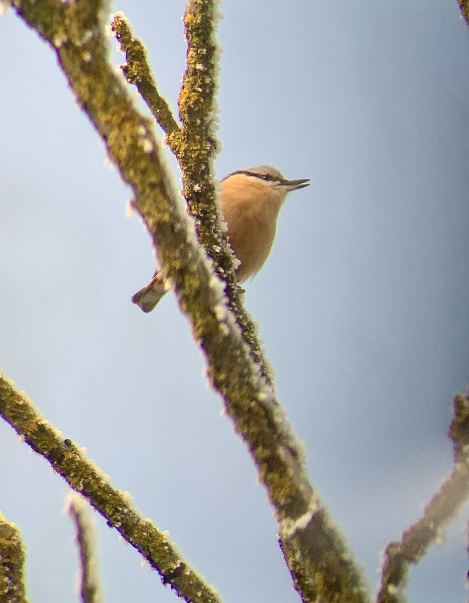 Garrapo eurasiarra - ML647750558