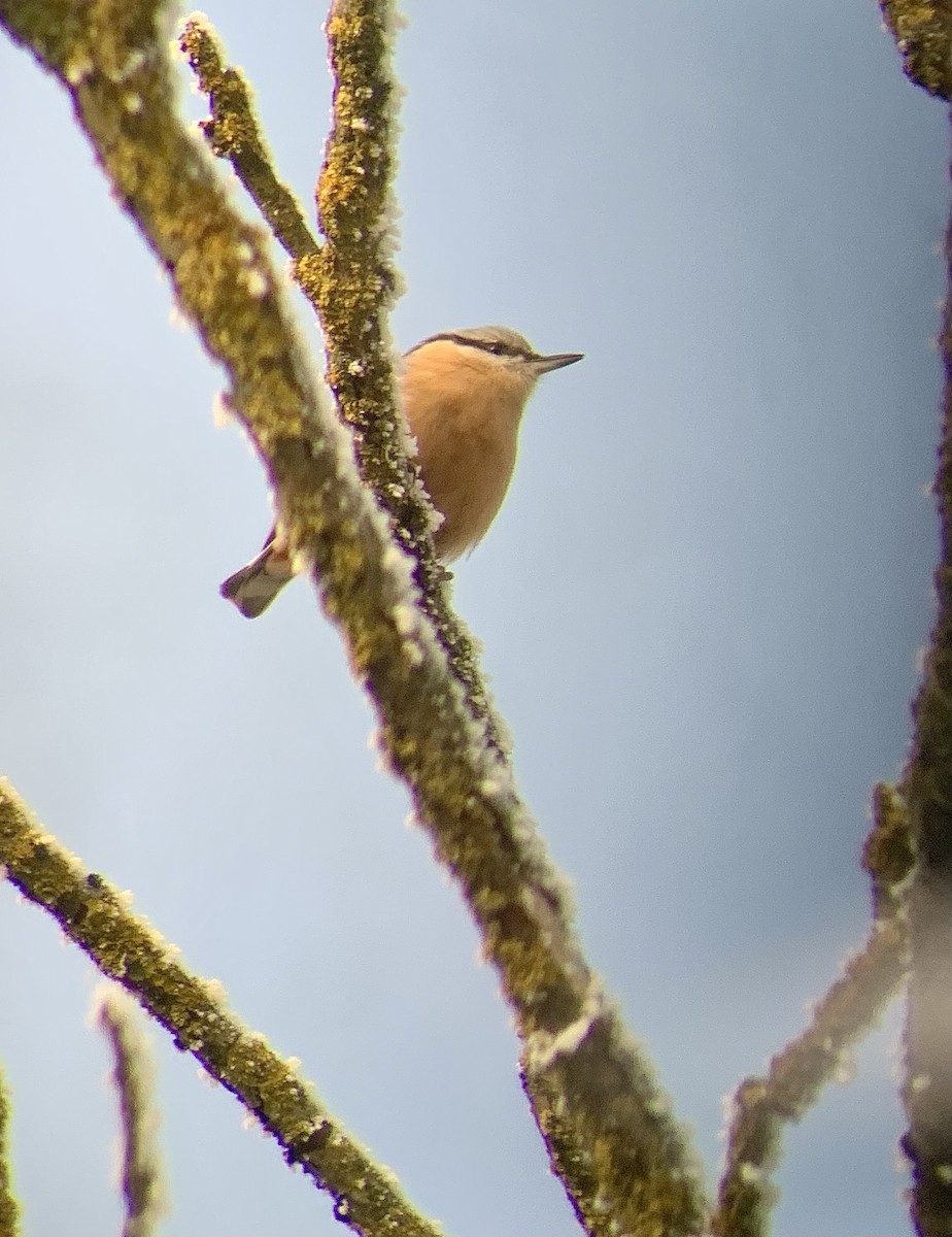 Garrapo eurasiarra - ML647750559