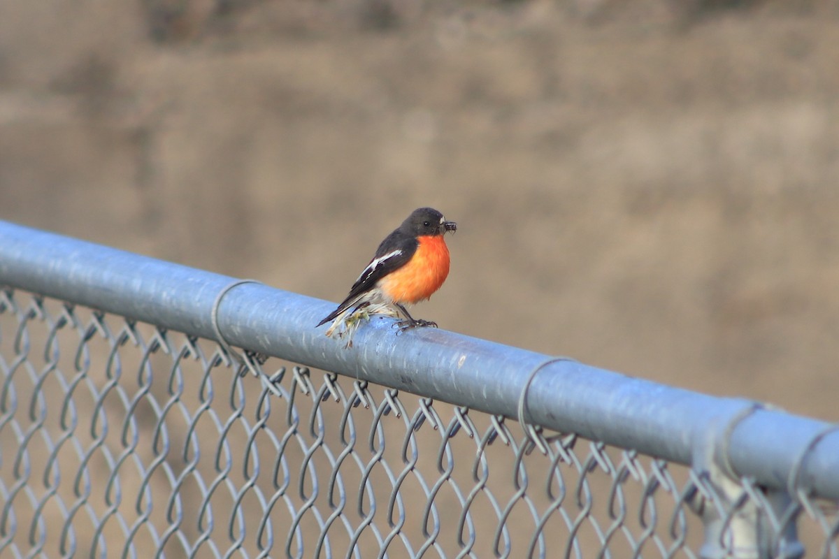 lejsčík ohnivý - ML647750567