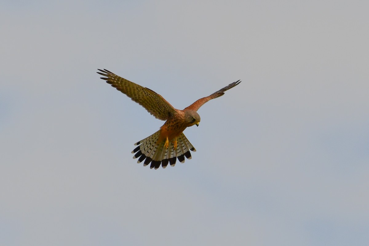 Eurasian Kestrel (Eurasian) - ML647750568