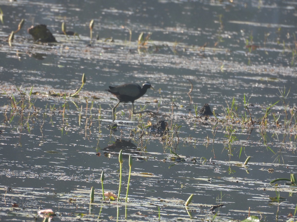 ostnák hnědoocasý - ML647750578