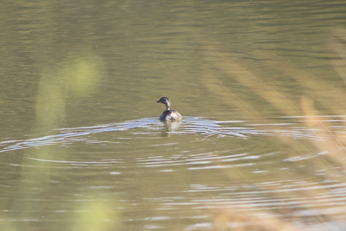 Zampullín Canoso - ML647750598