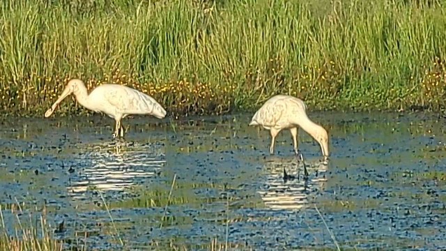 Косар жовтодзьобий - ML647750602