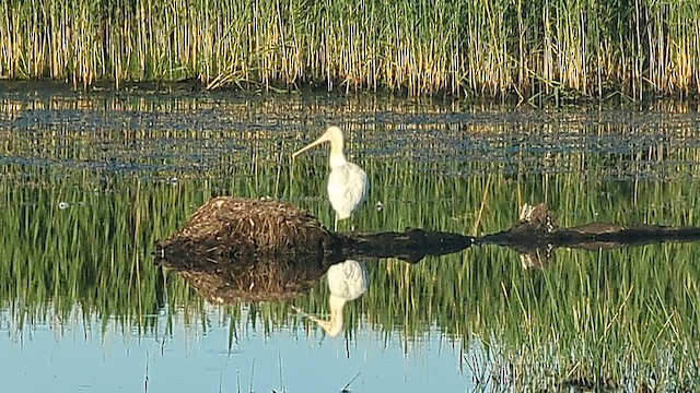 Косар жовтодзьобий - ML647750606