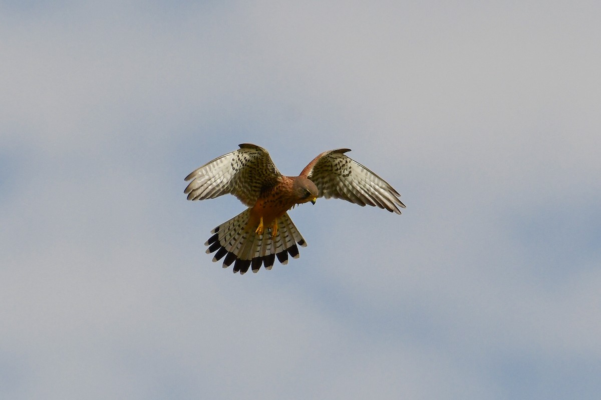 Eurasian Kestrel (Eurasian) - ML647750607