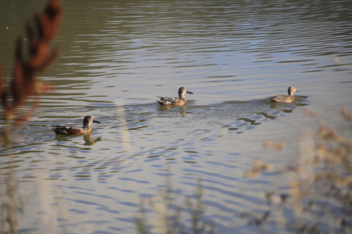 Australasian Shoveler - ML647750610