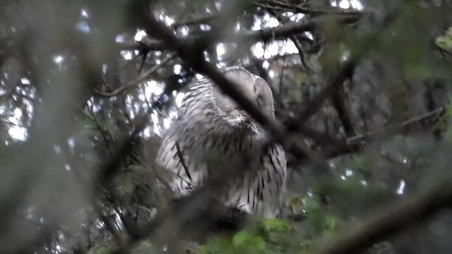 Сова довгохвоста - ML647750613