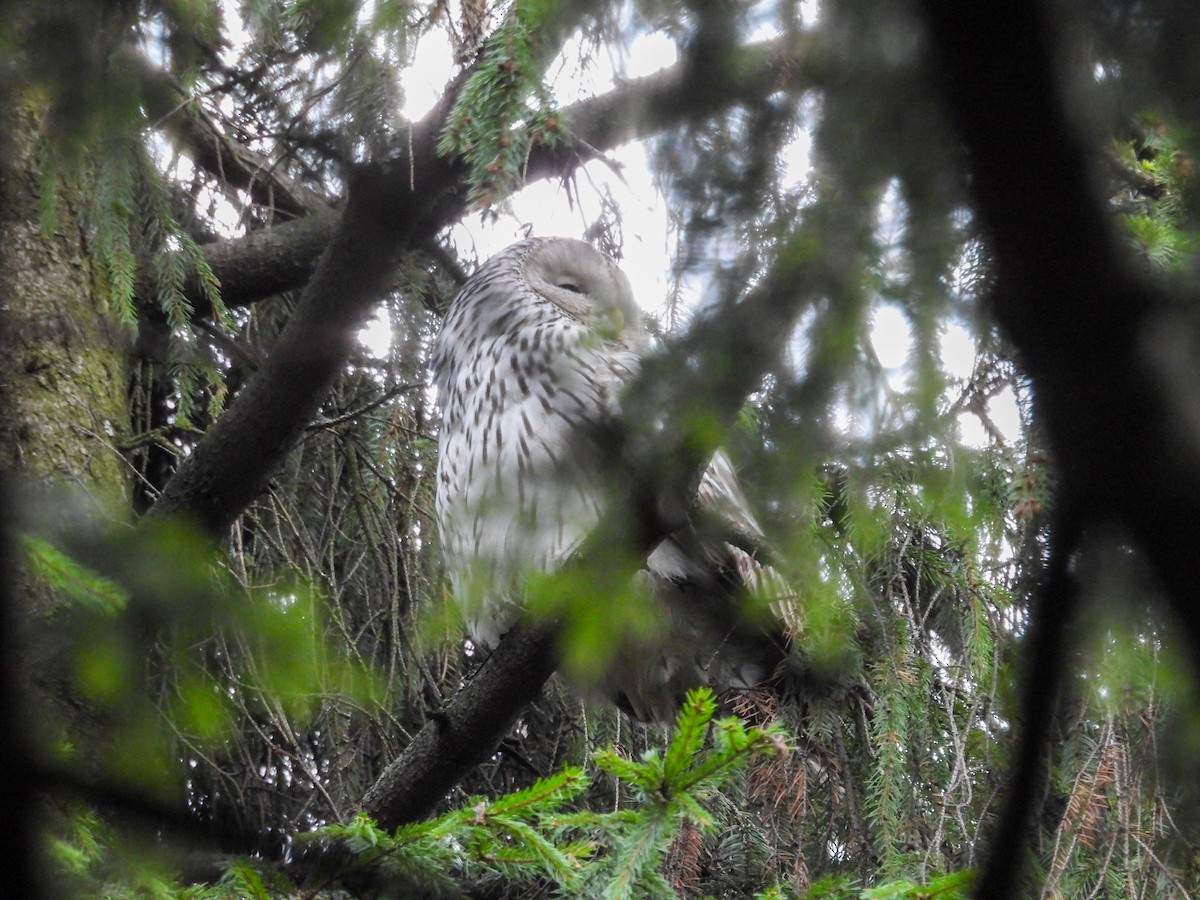 Ural Owl - ML647750614