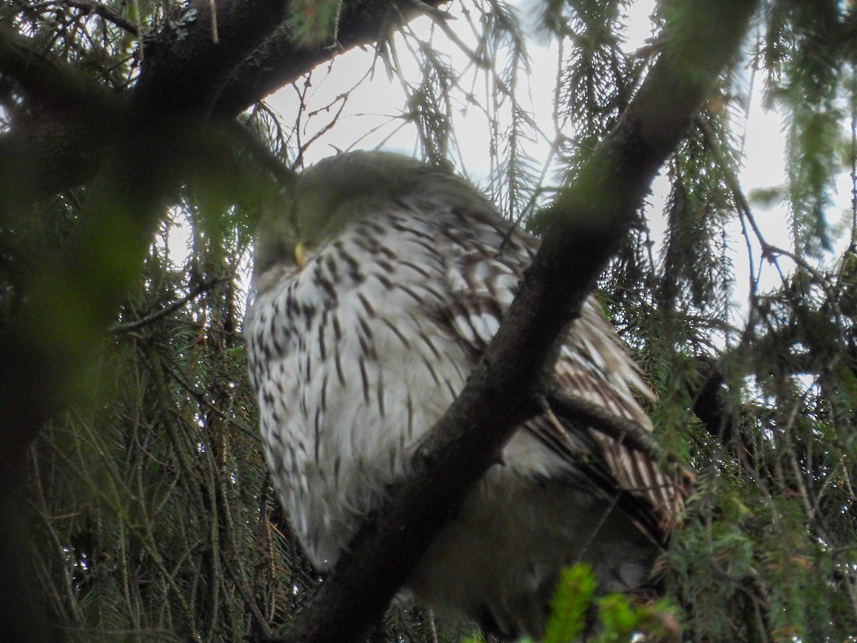 Ural Owl - ML647750615