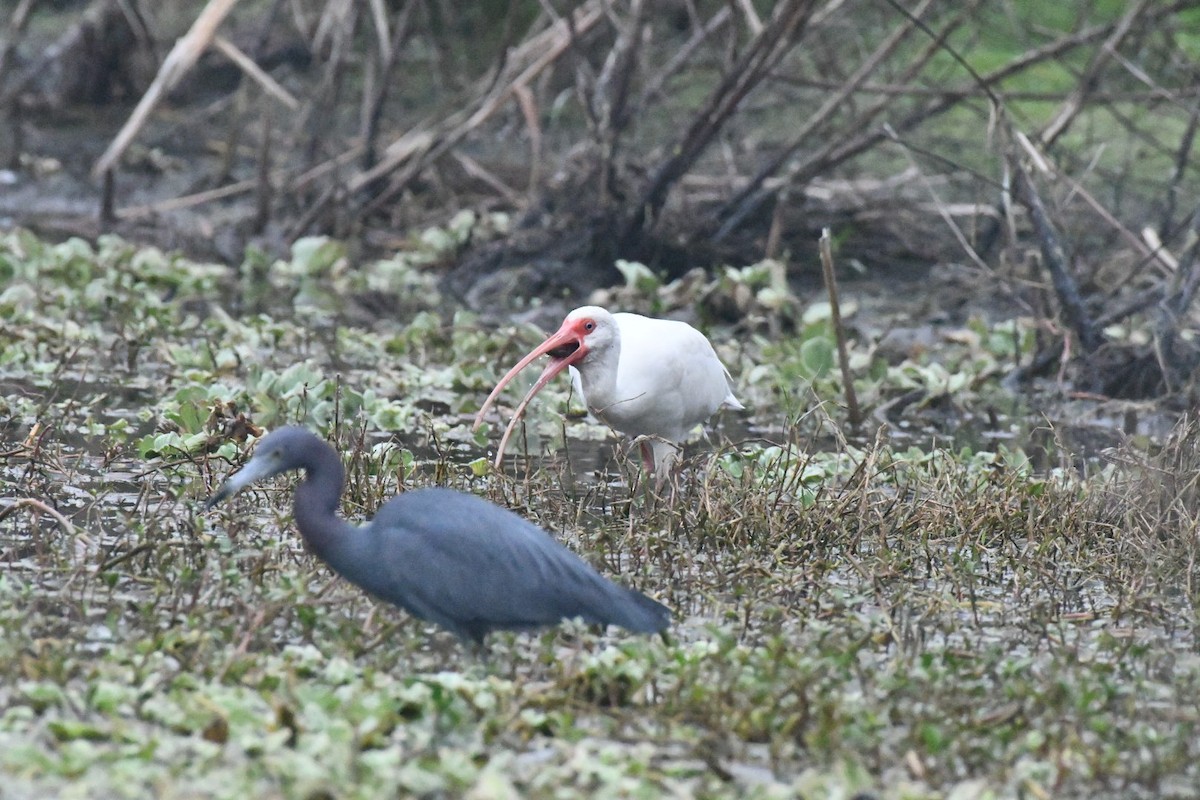 Corocoro Blanco - ML647750624