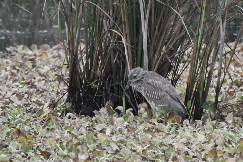 Martinete Común - ML647750644