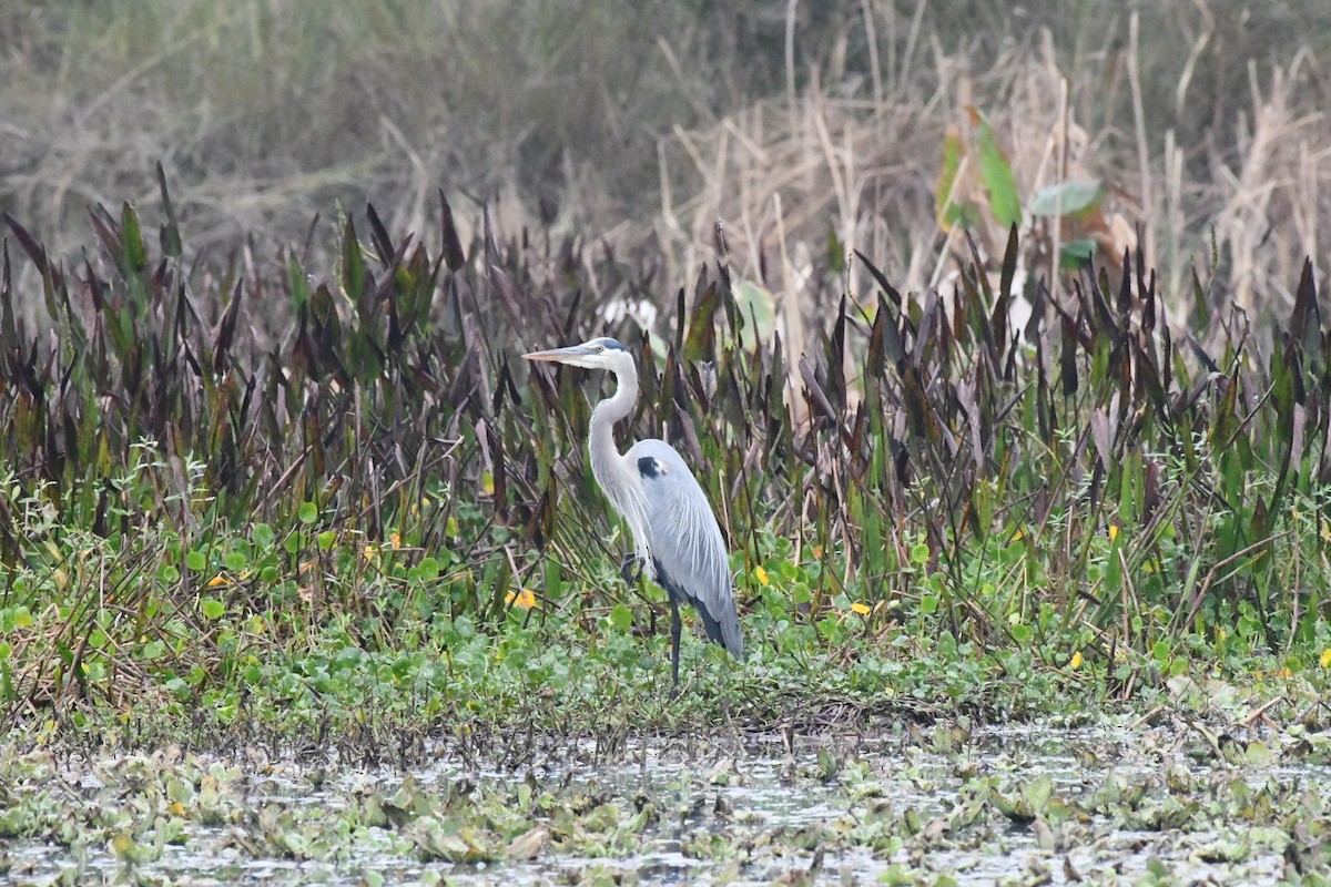 Garza Azulada - ML647750656