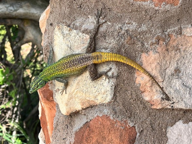 Chameleons & Lizards
