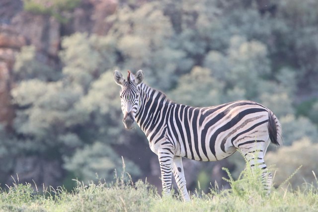 Burchell's Zebra (Equus quagga burchellii) — best photo, 1 in total
