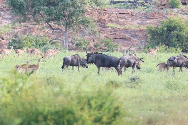 Antelope & Ungulates
