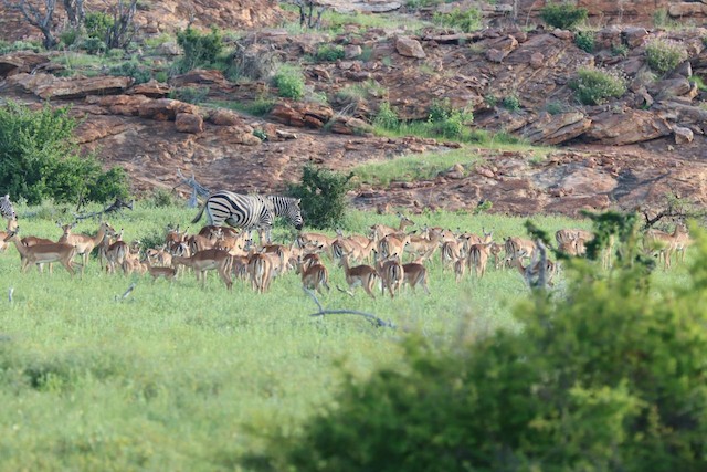 Common Impala (Aepyceros melampus melampus) — best photo, 3 in total