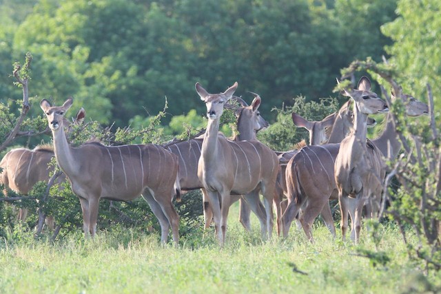 Southern Greater Kudu (Tragelaphus strepsiceros strepsiceros) — best photo, 7 in total