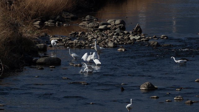 Чепура мала - ML647750684