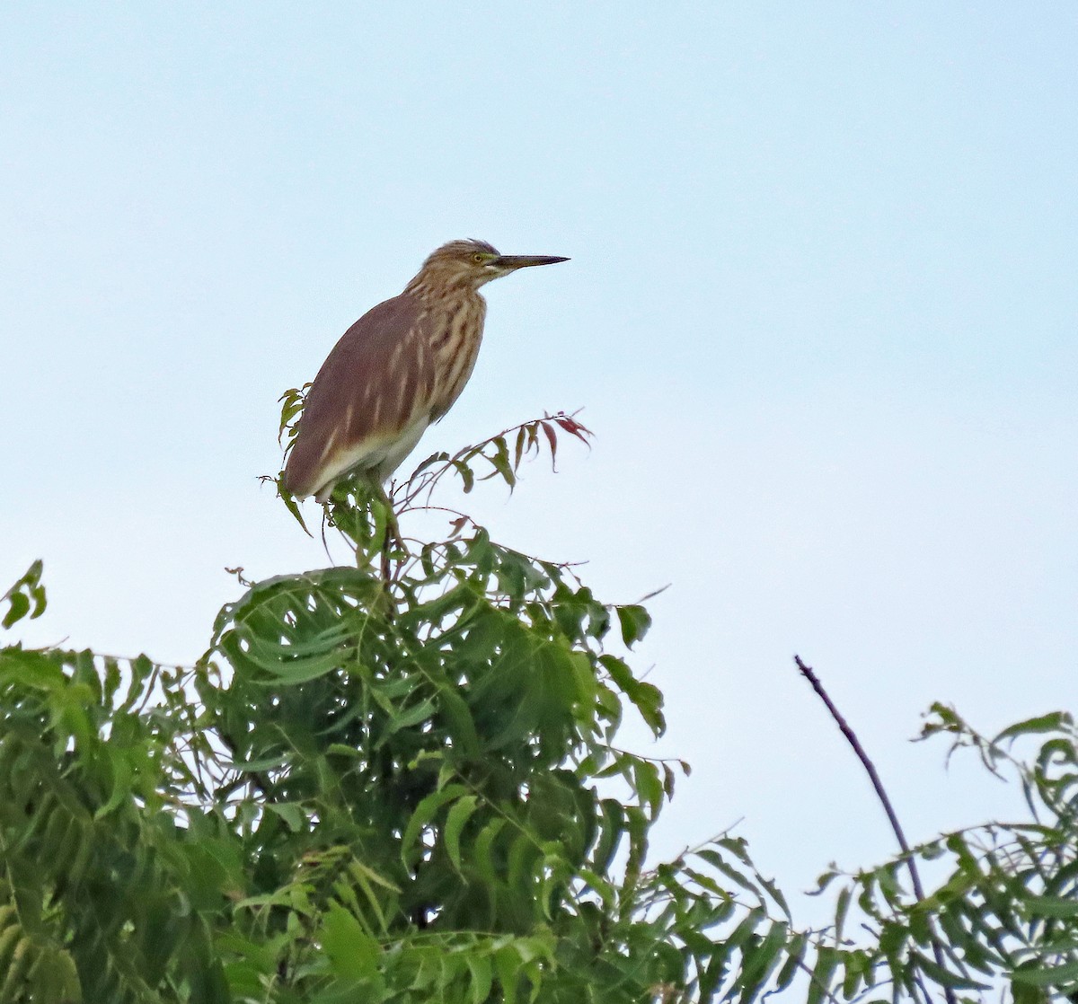 Indian Pond-Heron - ML647750685