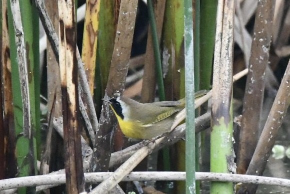 Mascarita Común - ML647750689