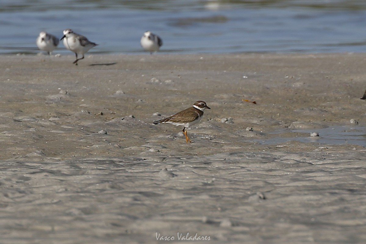 Semipalmated Plover - ML647750693