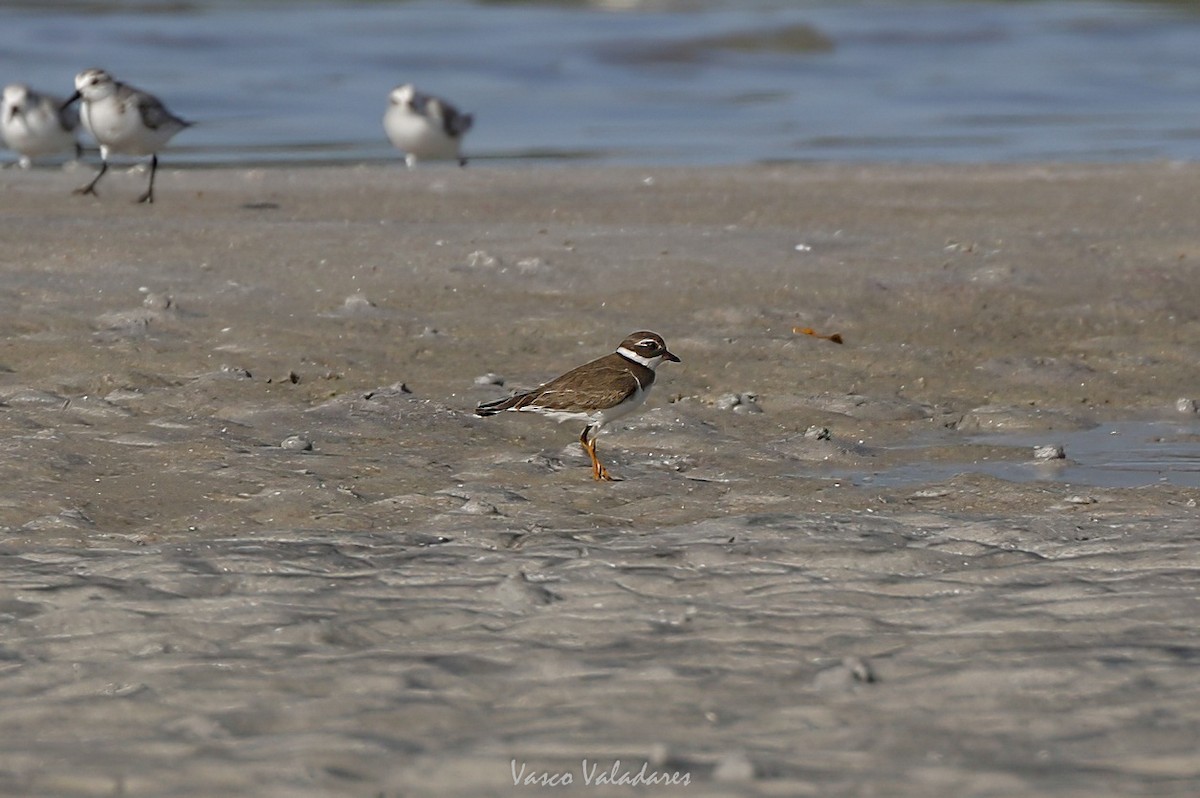 Semipalmated Plover - ML647750694