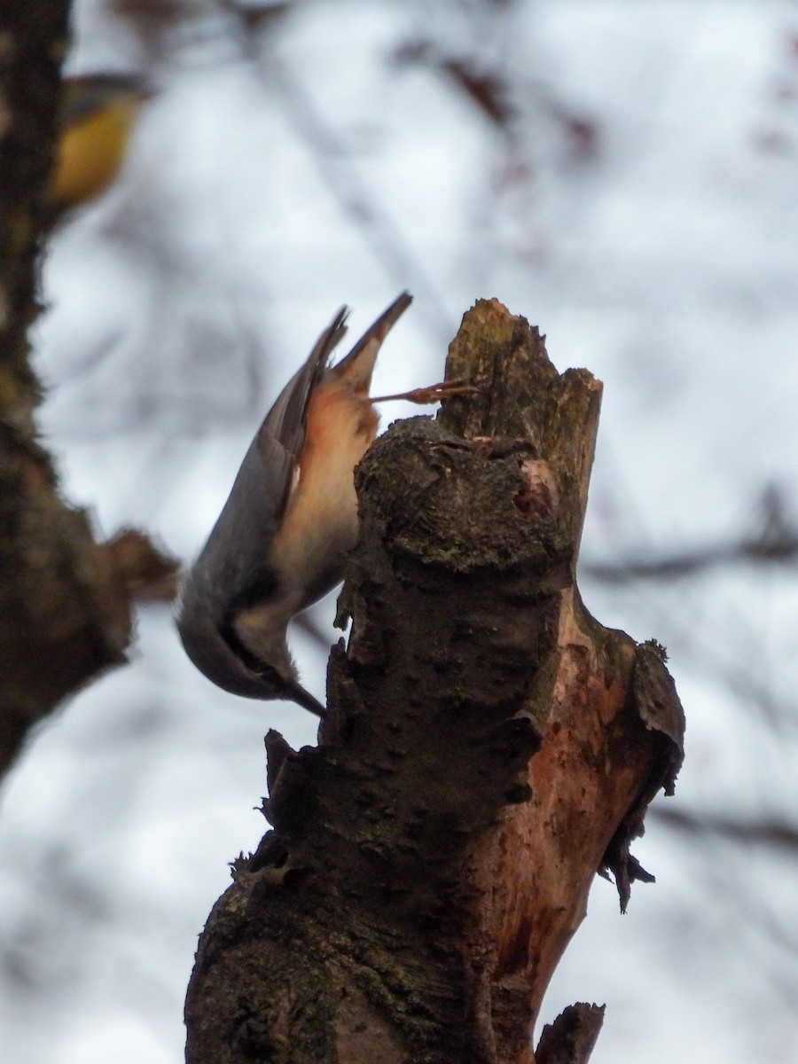 Garrapo eurasiarra - ML647750708