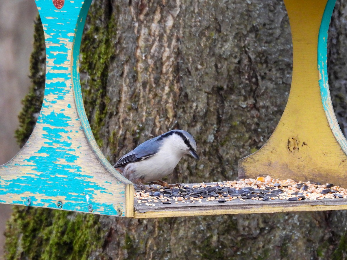 Garrapo eurasiarra - ML647750709