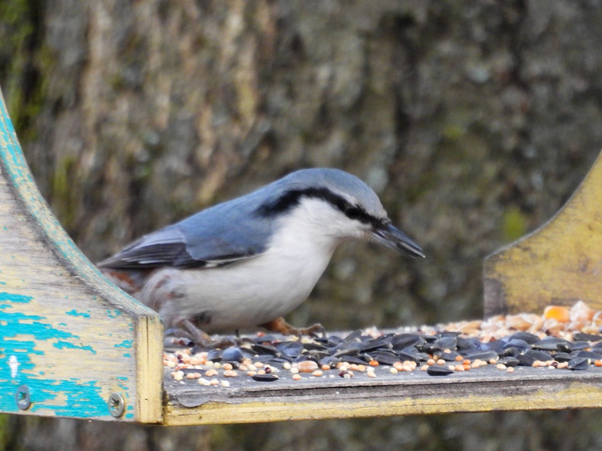 Garrapo eurasiarra - ML647750710