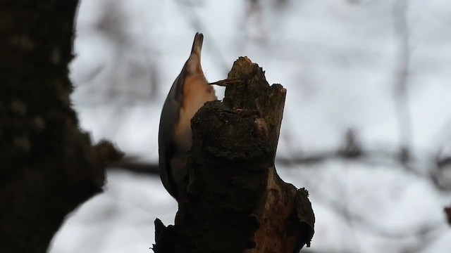 Повзик звичайний - ML647750711