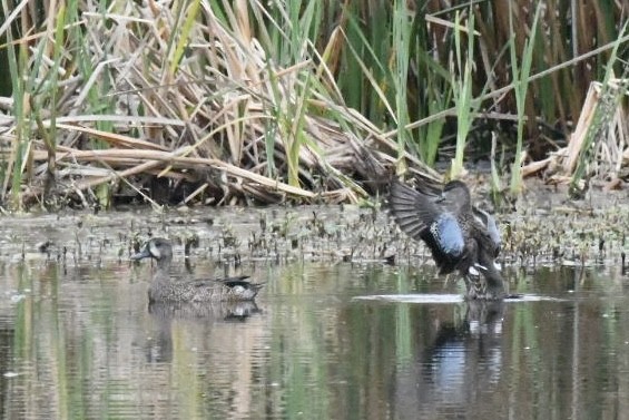 Cerceta Aliazul - ML647750730