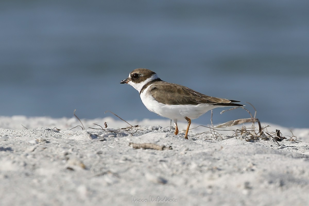 Semipalmated Plover - ML647750739