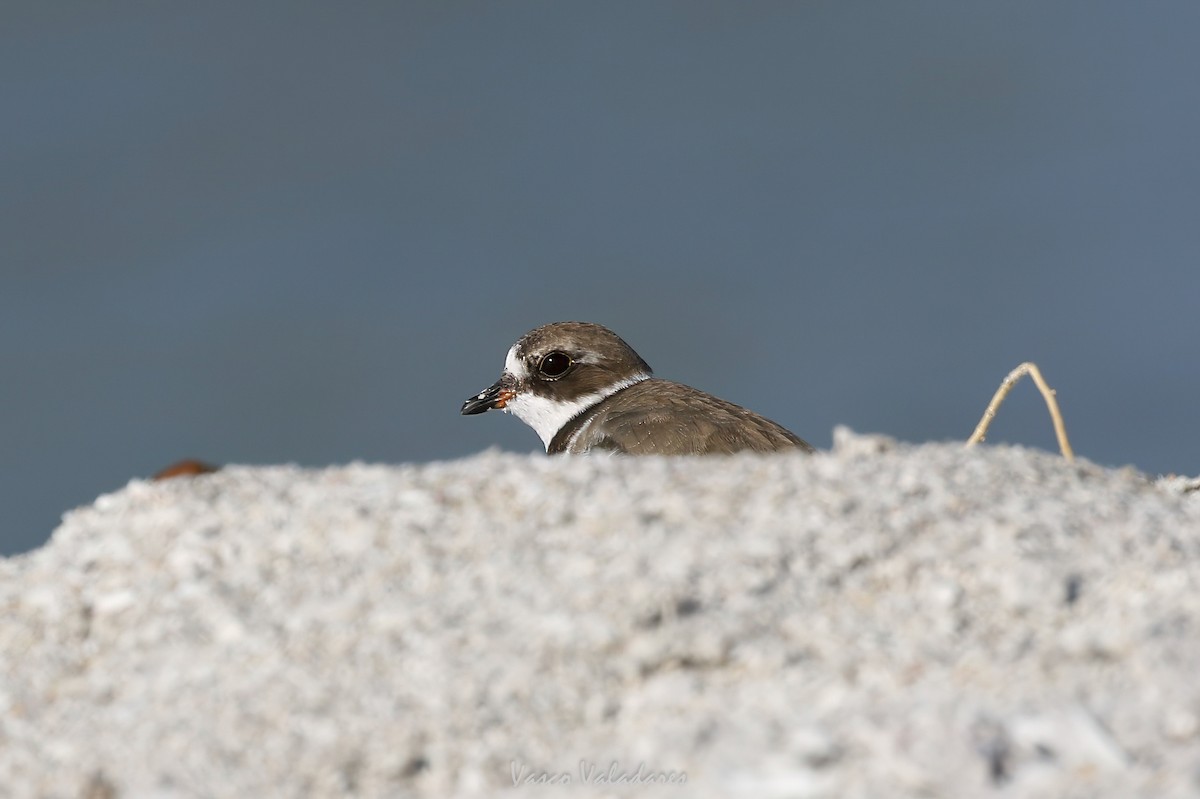 Semipalmated Plover - ML647750740