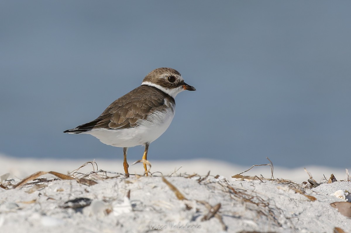 Semipalmated Plover - ML647750741