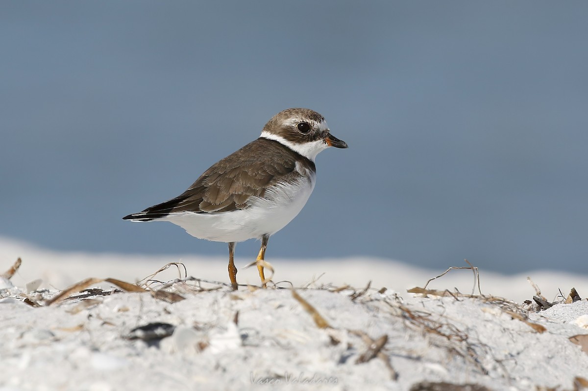 Semipalmated Plover - ML647750742