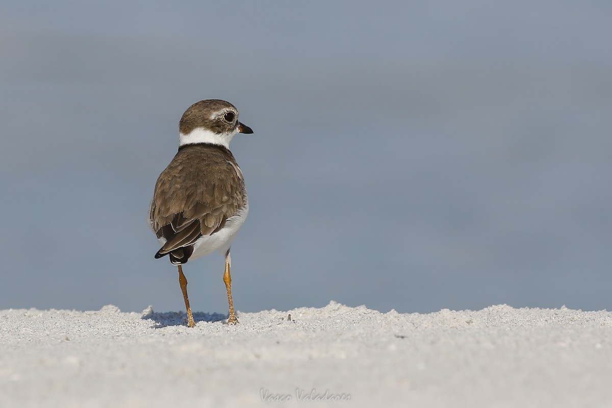 Semipalmated Plover - ML647750743