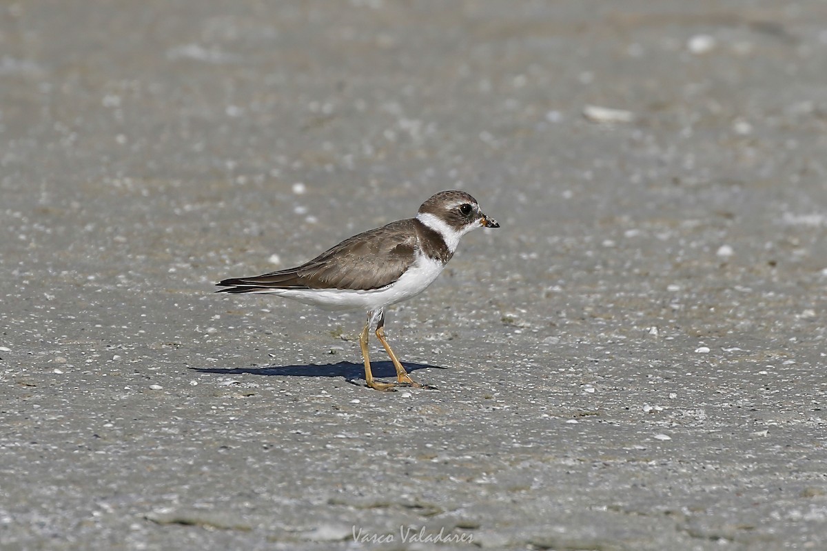 Semipalmated Plover - ML647750744