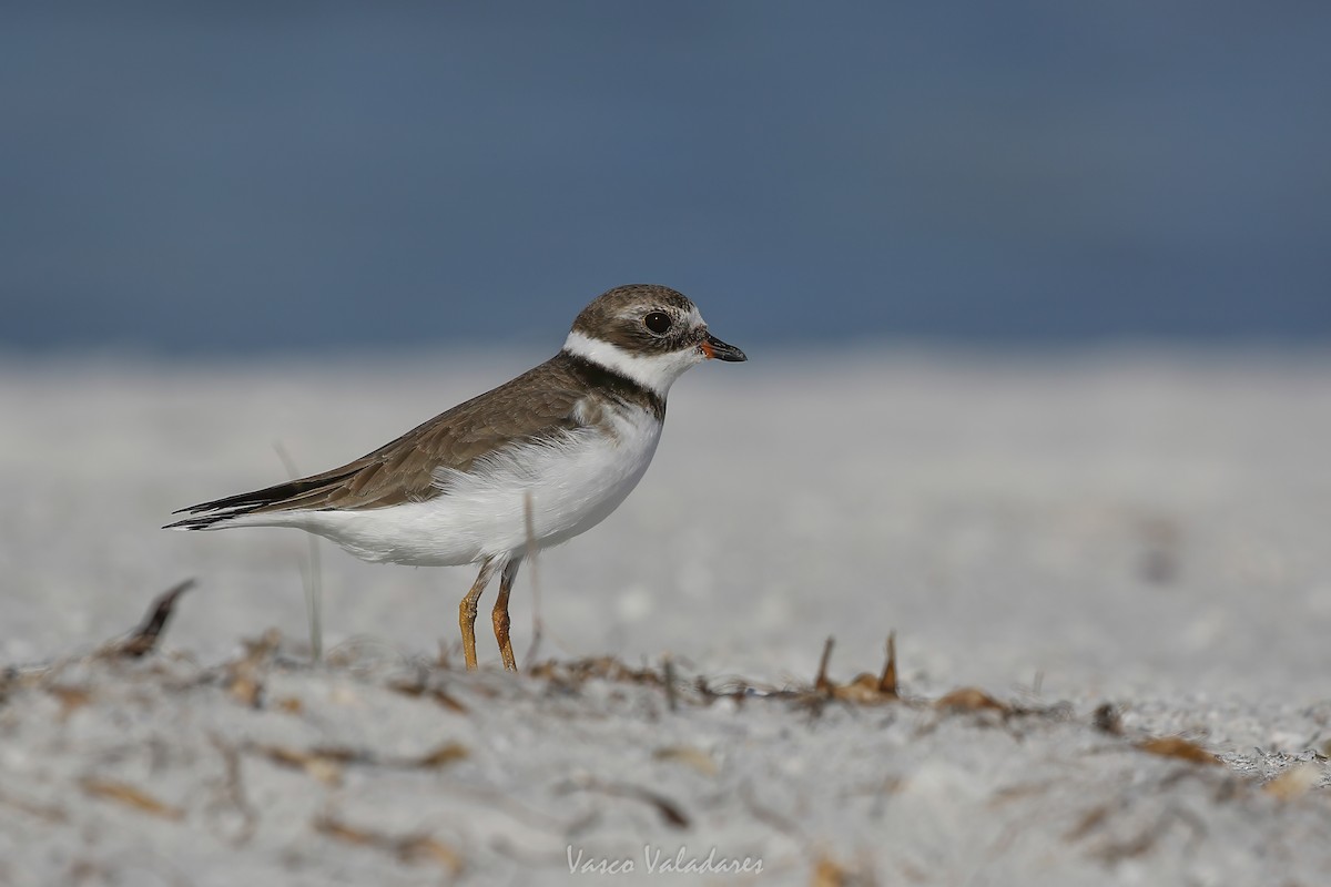 Semipalmated Plover - ML647750745