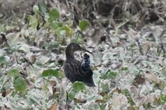 Rascón Elegante - ML647750751