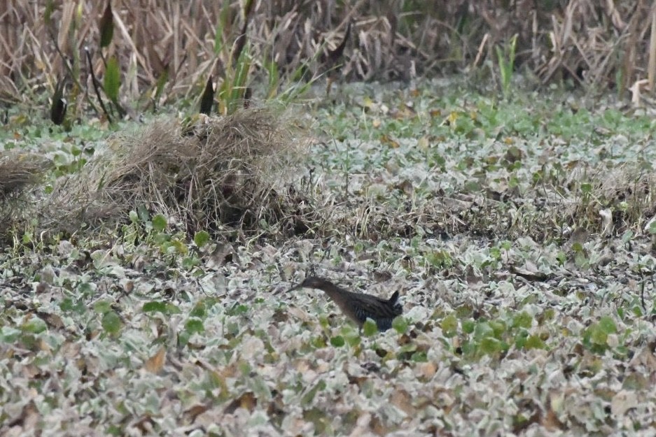 Rascón Elegante - ML647750752
