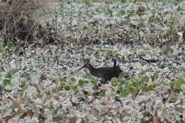 Rascón Elegante - ML647750753