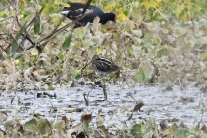 Agachadiza de Wilson - ML647750776