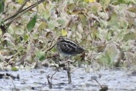 Agachadiza de Wilson - ML647750777