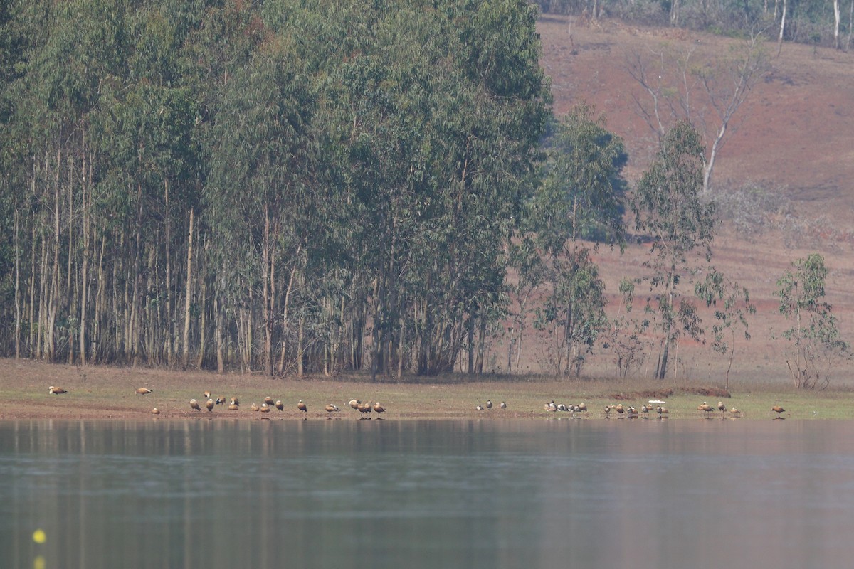 Northern Pintail - ML647750783